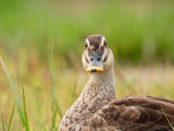 Eastern Spot-billed Duck 金ヶ崎公園(明石市) Tue, 5/17/2022