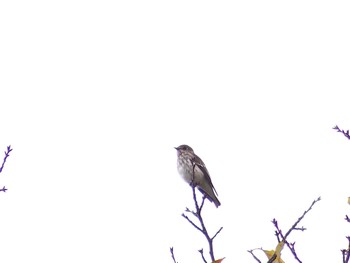 エゾビタキ 東京港野鳥公園 2022年10月10日(月)