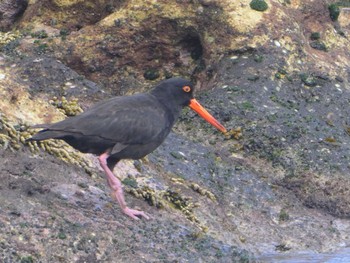 Sooty Oystercatcher Boat Harbour Aquatic Reserve, NSW, Australia Sun, 10/9/2022