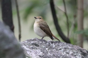 Asian Brown Flycatcher 堺市内 Sun, 10/9/2022