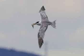 オオアジサシ 馬草海岸 2022年10月8日(土)