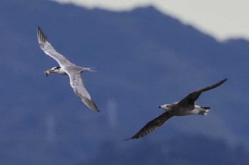 オオアジサシ 馬草海岸 2022年10月8日(土)