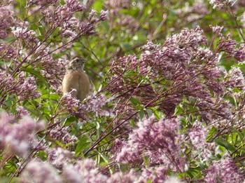 Sat, 10/8/2022 Birding report at 道の駅 あがつま峡