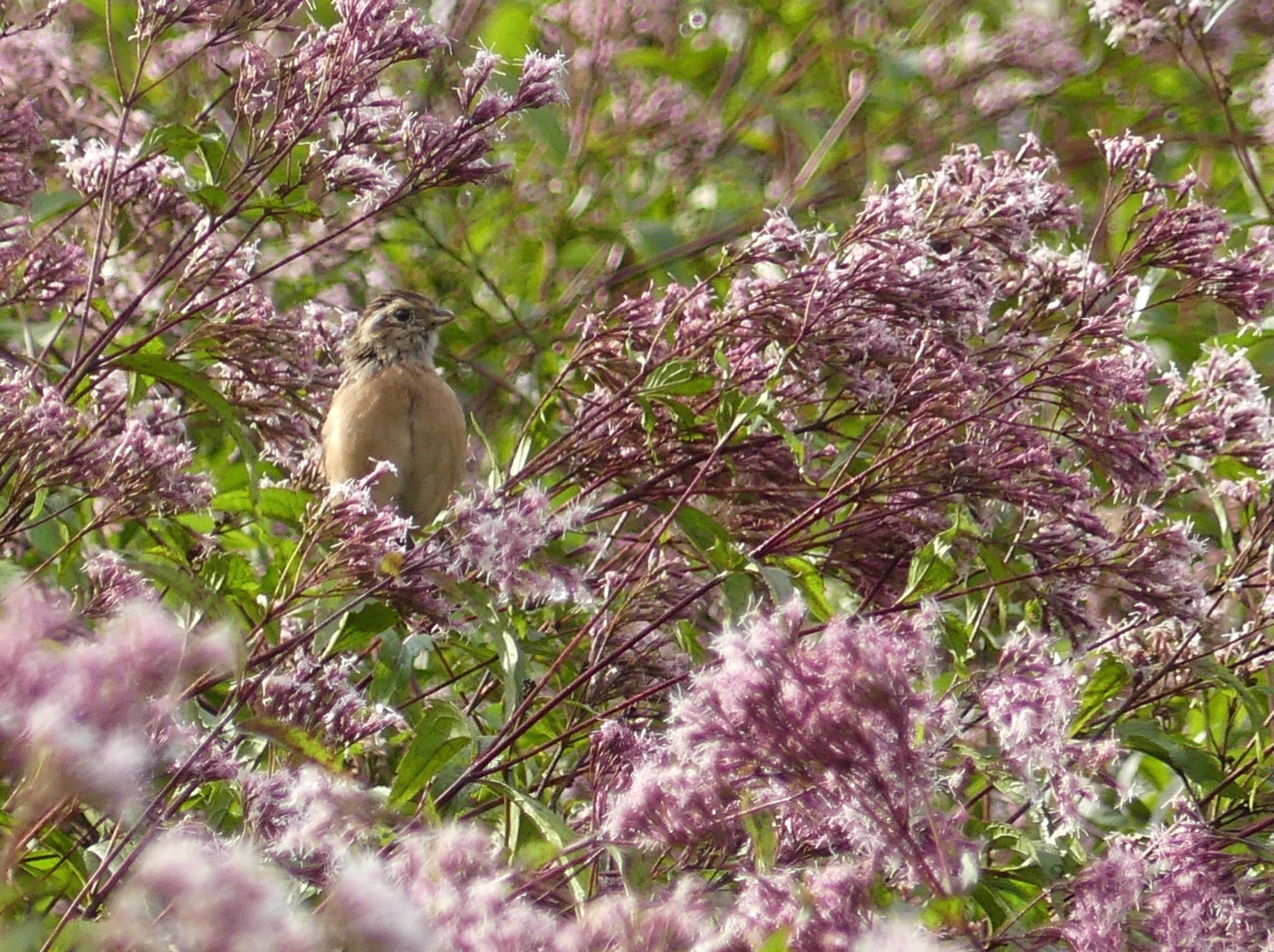 Meadow Bunting