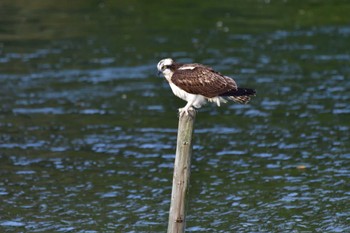 ミサゴ 長浜公園 2022年10月11日(火)