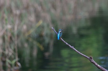 カワセミ 長浜公園 2022年10月11日(火)