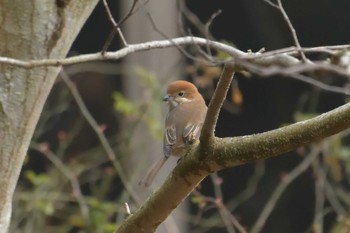 2018年2月11日(日) 滋賀県みなくち子どもの森の野鳥観察記録