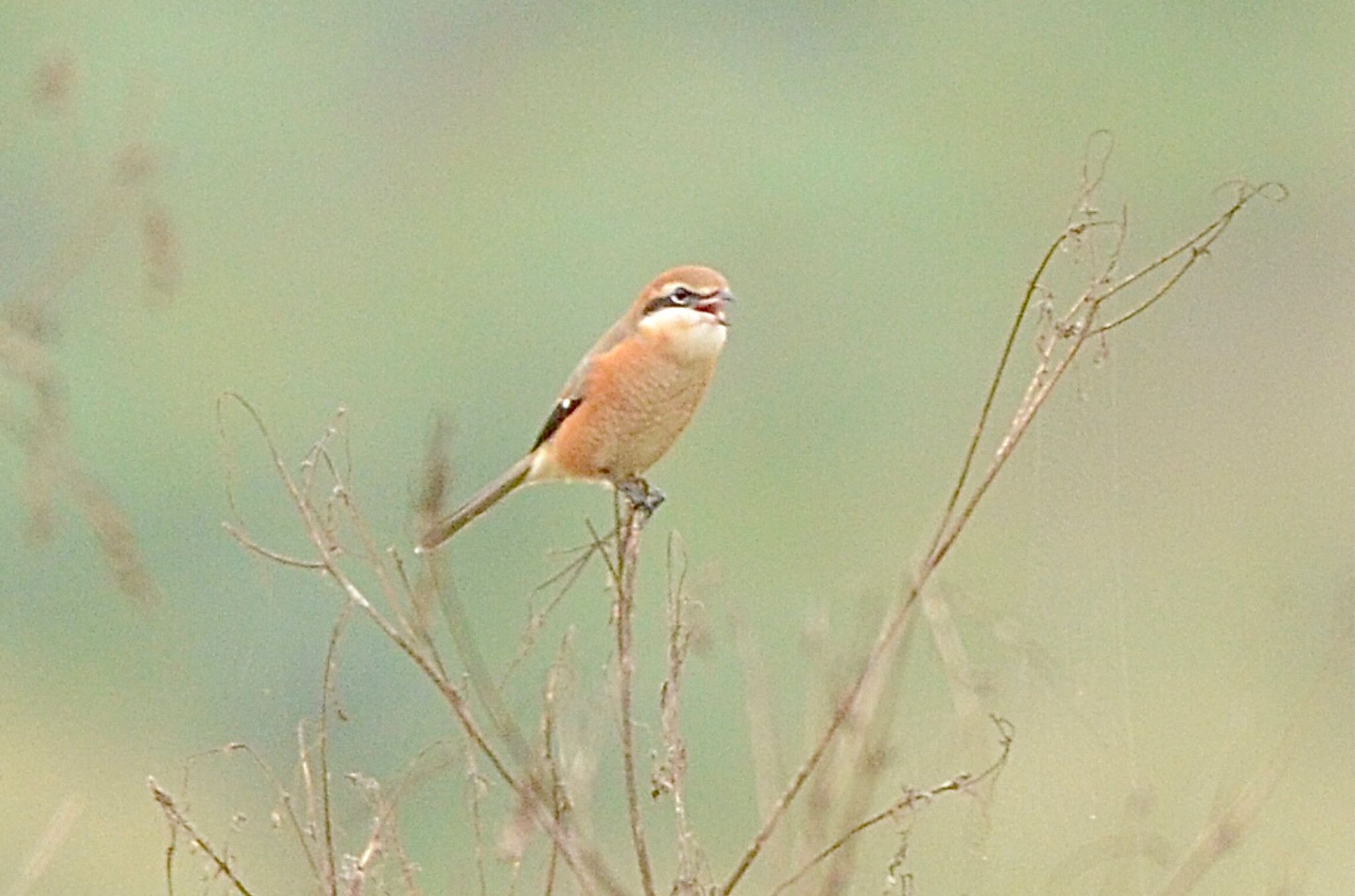 大麻生野鳥の森公園 モズの写真 by あらどん