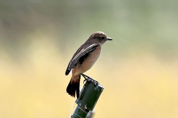 Amur Stonechat Unknown Spots Unknown Date