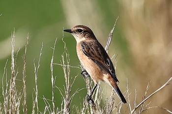 Amur Stonechat Unknown Spots Unknown Date