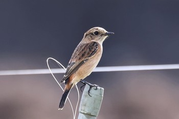 Amur Stonechat Unknown Spots Unknown Date