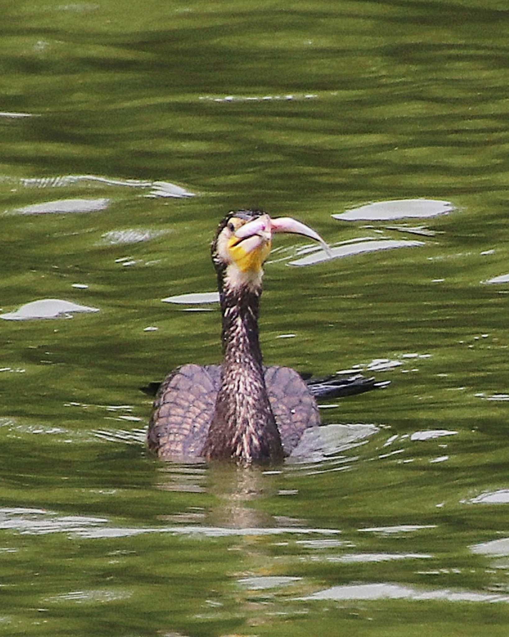 カワウ