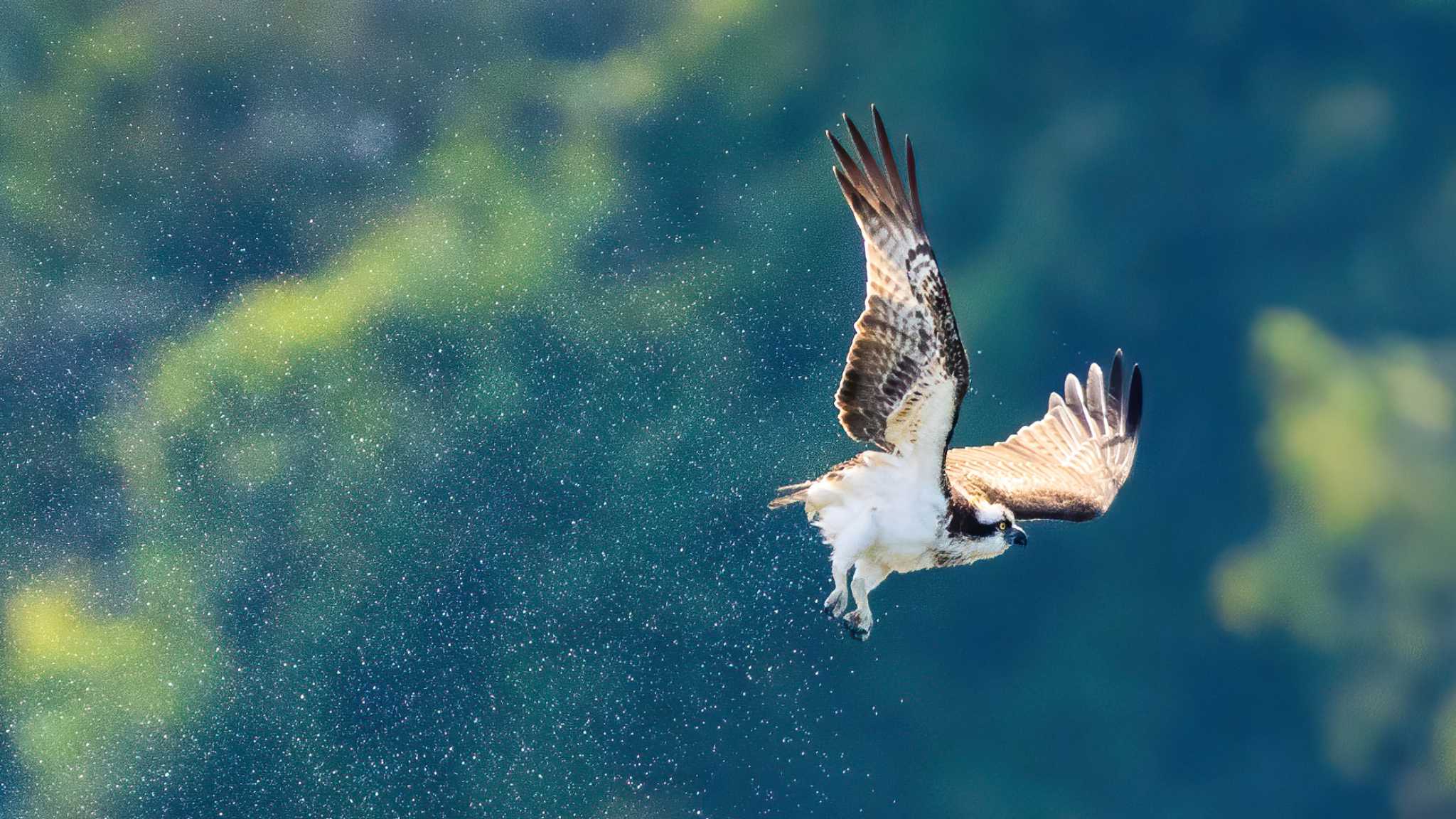 Photo of Osprey at 多摩川 by tadac317