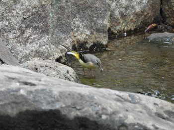 Sat, 10/8/2022 Birding report at 都市緑化植物園(大阪府豊中市寺内)