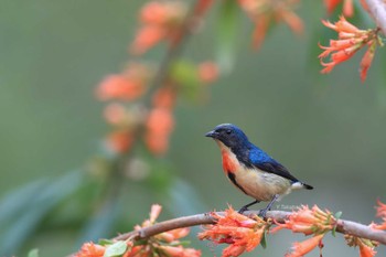 Fire-breasted Flowerpecker 中国広東省 Sun, 2/17/2019