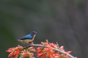 Fire-breasted Flowerpecker 中国広東省 Sun, 2/17/2019