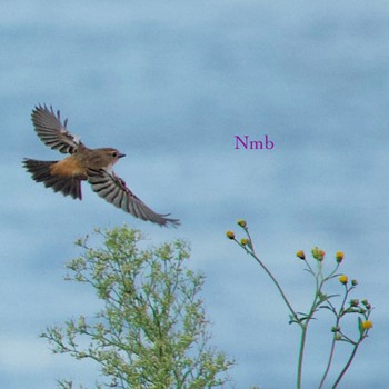 Amur Stonechat Unknown Spots Unknown Date