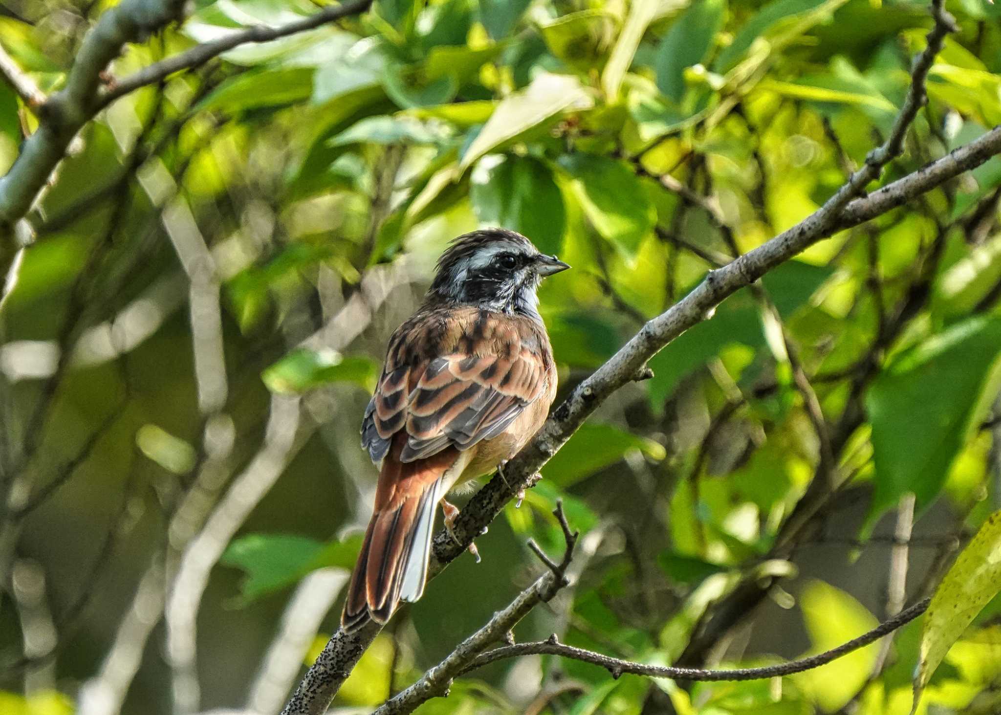 Photo of Meadow Bunting at Ooaso Wild Bird Forest Park by merumumu