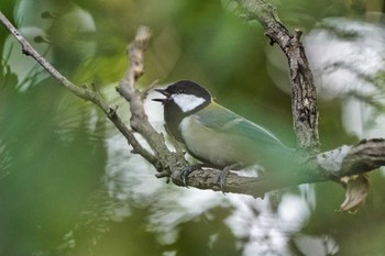 シジュウカラ 大麻生野鳥の森公園 2022年10月11日(火)