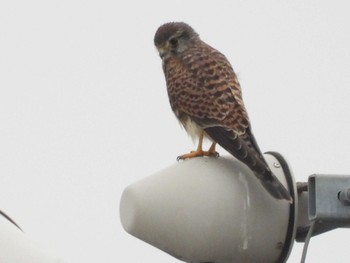 2022年10月10日(月) 綾瀬川の野鳥観察記録