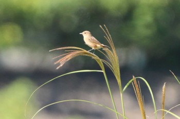 Amur Stonechat 堺市内 Sun, 10/2/2022