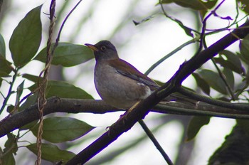 Sun, 2/11/2018 Birding report at 宍塚大池