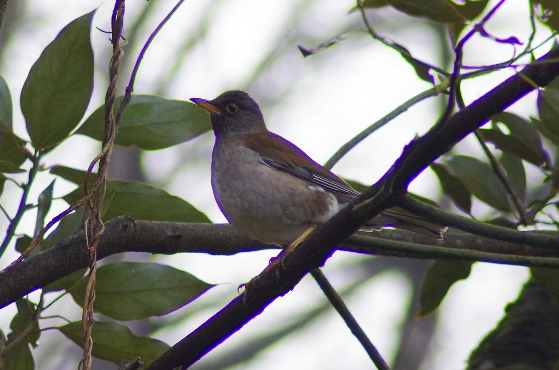 Pale Thrush