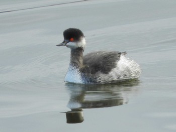 Black-necked Grebe Watarase Yusuichi (Wetland) Thu, 12/17/2015