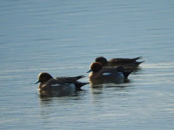 Eurasian Wigeon Watarase Yusuichi (Wetland) Thu, 12/17/2015