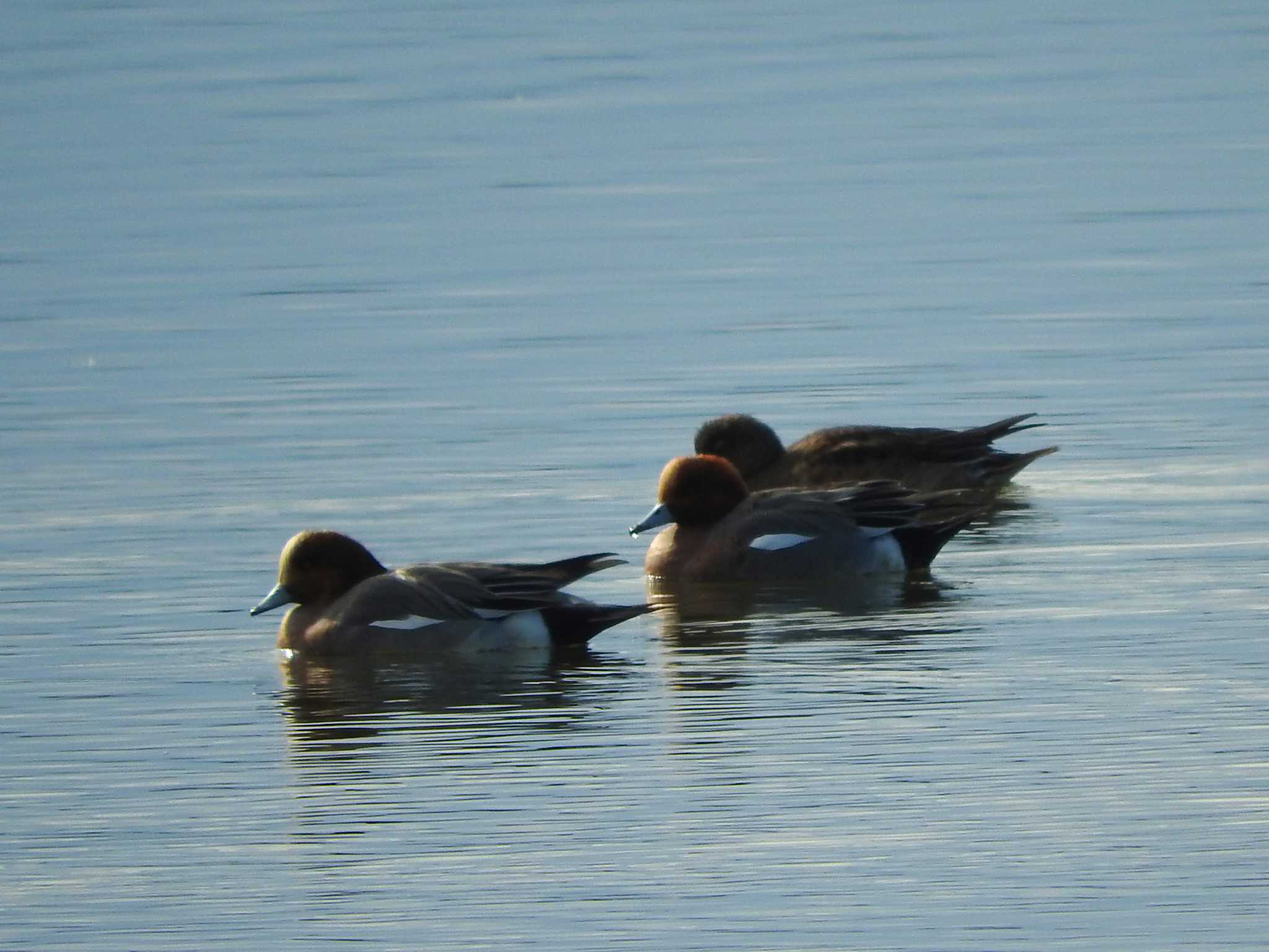 Eurasian Wigeon