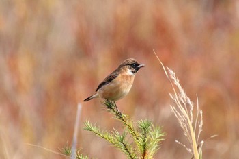 2022年10月11日(火) 戦場ヶ原の野鳥観察記録