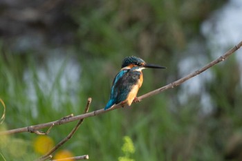 Common Kingfisher 静岡県 Tue, 10/11/2022