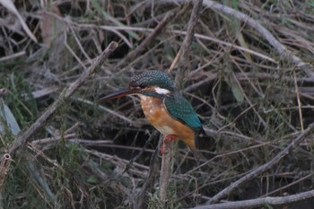 Common Kingfisher 静岡県 Tue, 10/11/2022