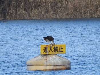 ミサゴ 渡良瀬遊水地 2015年12月17日(木)