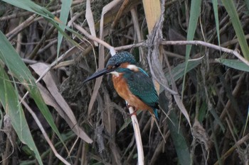 Common Kingfisher 静岡県 Tue, 10/11/2022