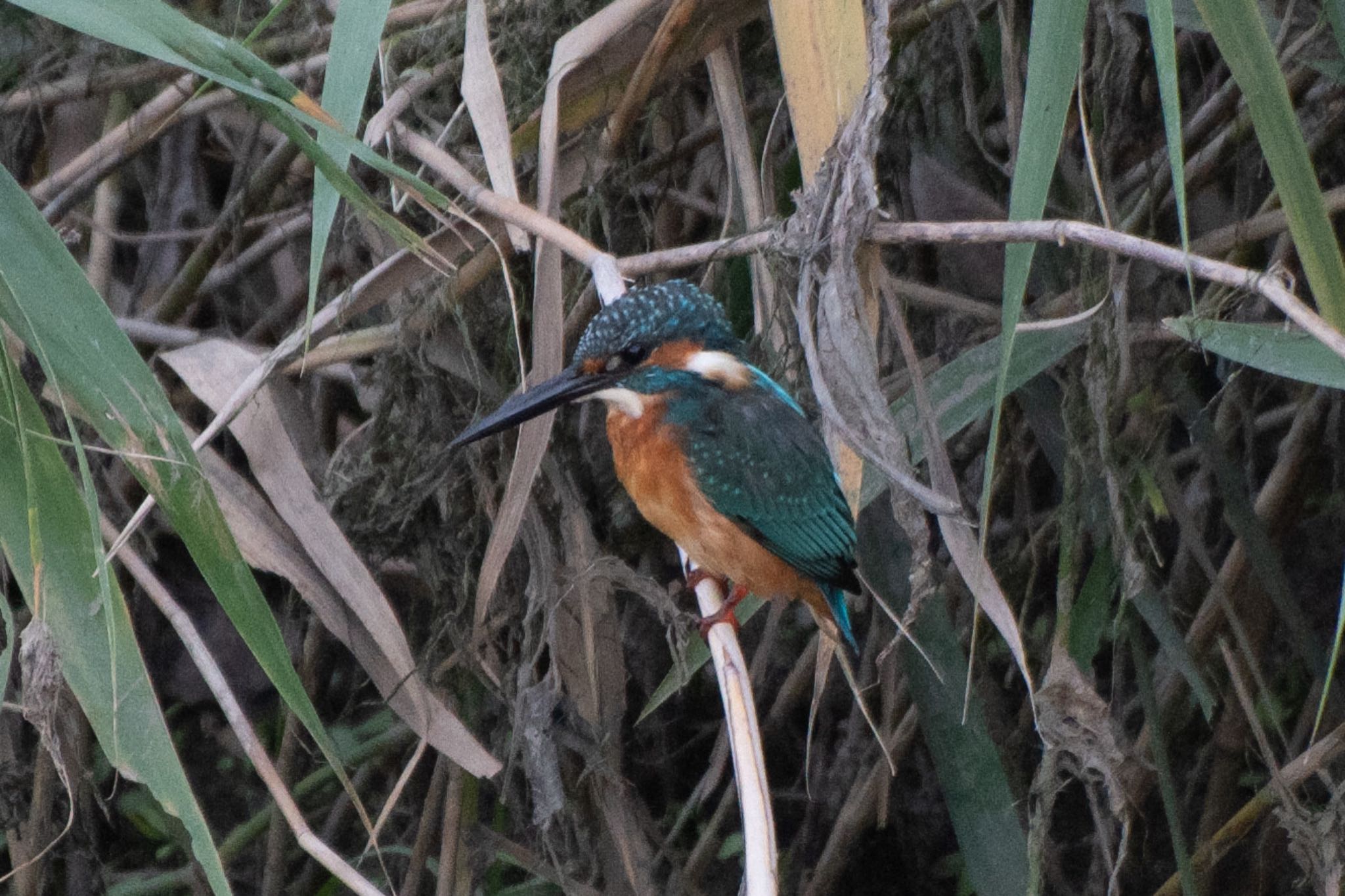 Photo of Common Kingfisher at 静岡県 by はる