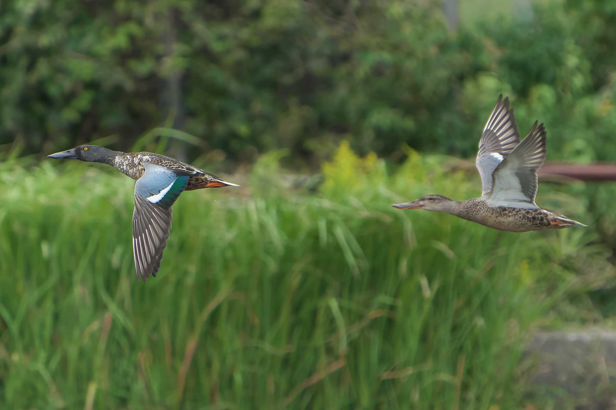 Northern Shoveler