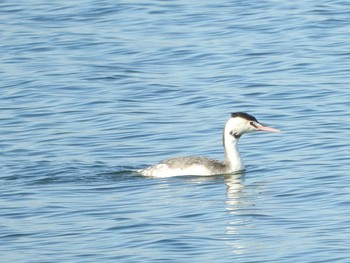 Great Crested Grebe Watarase Yusuichi (Wetland) Thu, 12/17/2015