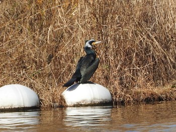 Great Cormorant Watarase Yusuichi (Wetland) Thu, 12/17/2015