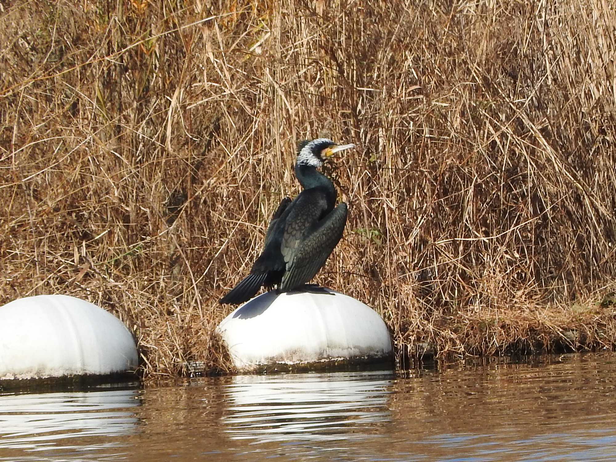 Great Cormorant