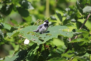 Coal Tit Makomanai Park Sun, 7/3/2022