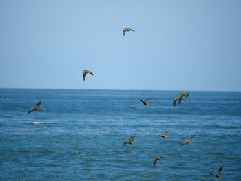 White-bellied Green Pigeon Terugasaki Beach Fri, 8/19/2022