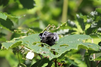 Coal Tit Makomanai Park Sun, 7/3/2022