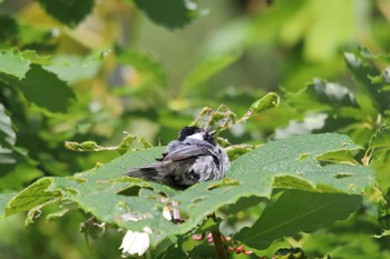 Coal Tit Makomanai Park Sun, 7/3/2022