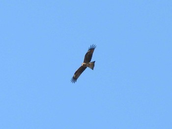 Black Kite Watarase Yusuichi (Wetland) Thu, 12/17/2015