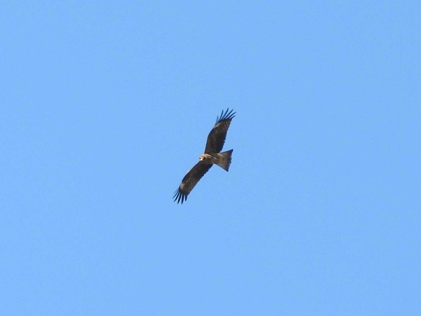 Black Kite