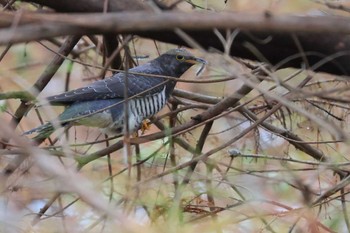 Oriental Cuckoo 浮島ヶ原自然公園 Mon, 10/10/2022