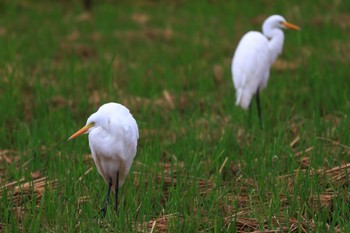 チュウサギ 浮島ヶ原自然公園 2022年10月10日(月)