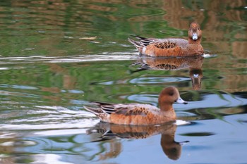 ヒドリガモ 中郷温水池公園(三島市) 2022年10月10日(月)