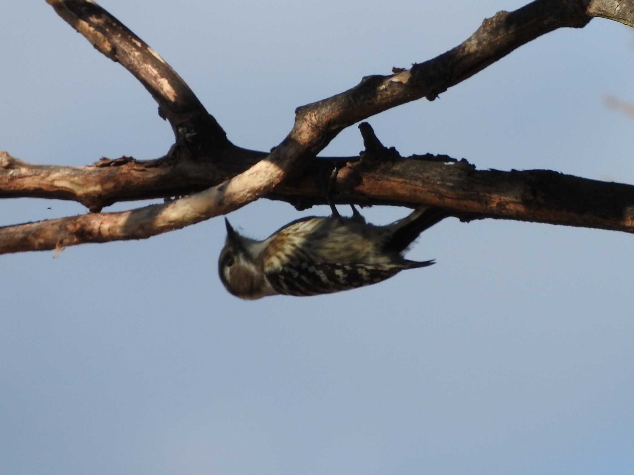 Japanese Pygmy Woodpecker